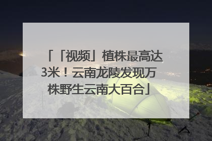 「视频」植株最高达3米！云南龙陵发现万株野生云南大百合