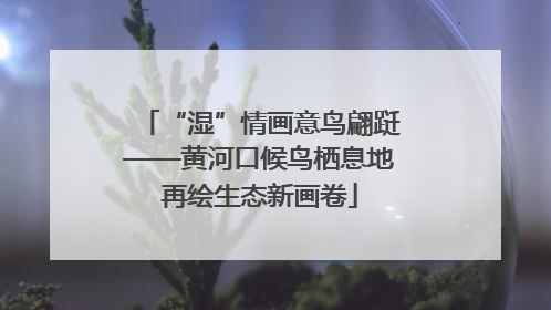 “湿”情画意鸟翩跹——黄河口候鸟栖息地再绘生态新画卷