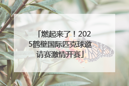 燃起来了！2025鹤壁国际匹克球邀请赛激情开赛