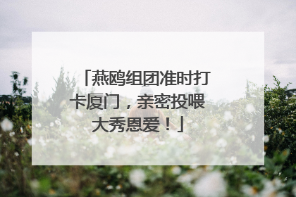 燕鸥组团准时打卡厦门，亲密投喂大秀恩爱！
