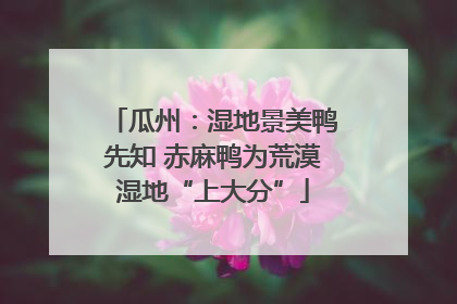 瓜州：湿地景美鸭先知 赤麻鸭为荒漠湿地“上大分”