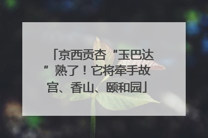 京西贡杏“玉巴达”熟了！它将牵手故宫、香山、颐和园