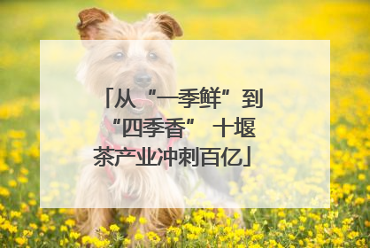 从“一季鲜”到“四季香” 十堰茶产业冲刺百亿