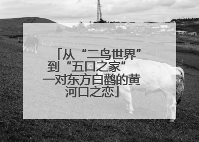 从“二鸟世界”到“五口之家” 一对东方白鹳的黄河口之恋