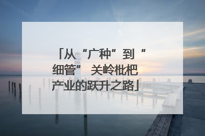 从“广种”到“细管” 关岭枇杷产业的跃升之路