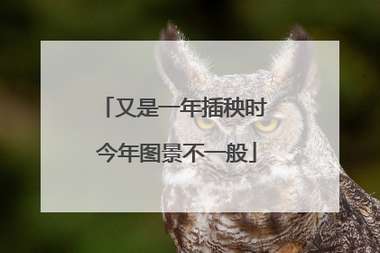 又是一年插秧时 今年图景不一般