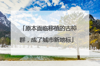 原本面临移植的古樟群，成了城市新地标