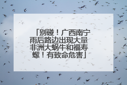 别碰！广西南宁雨后路边出现大量非洲大蜗牛和福寿螺！有致命危害
