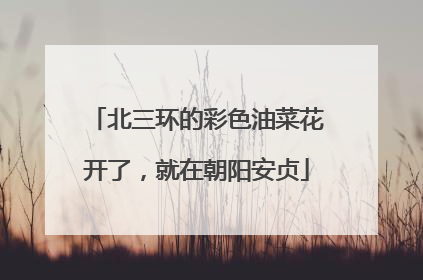 北三环的彩色油菜花开了，就在朝阳安贞