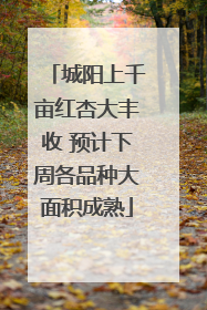 城阳上千亩红杏大丰收 预计下周各品种大面积成熟