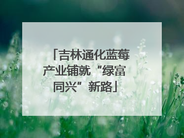 吉林通化蓝莓产业铺就“绿富同兴”新路