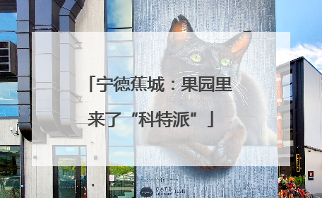 宁德蕉城：果园里来了“科特派”