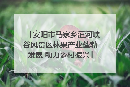 安阳市马家乡洹河峡谷风景区林果产业蓬勃发展 助力乡村振兴