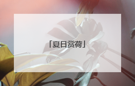 夏日赏荷