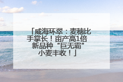 威海环翠：麦穗比手掌长！亩产高1倍 新品种“巨无霸”小麦丰收！