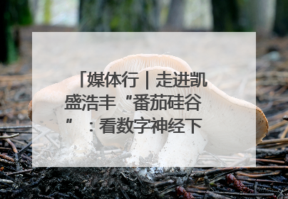 媒体行｜走进凯盛浩丰“番茄硅谷”：看数字神经下的精准农业