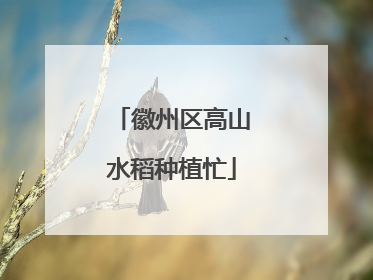 徽州区高山水稻种植忙
