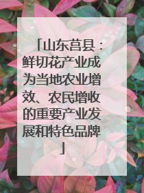 山东莒县：鲜切花产业成为当地农业增效、农民增收的重要产业发展和特色品牌
