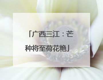 广西三江：芒种将至荷花艳