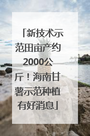 新技术示范田亩产约2000公斤！海南甘薯示范种植有好消息
