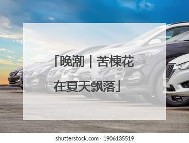 晚潮｜苦楝花在夏天飘落