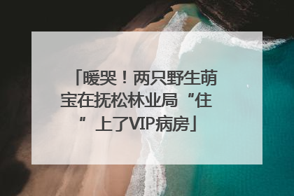 暖哭！两只野生萌宝在抚松林业局“住”上了VIP病房