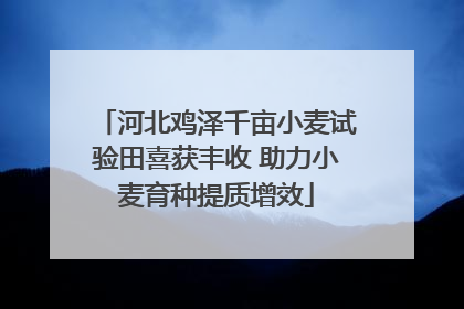 河北鸡泽千亩小麦试验田喜获丰收 助力小麦育种提质增效