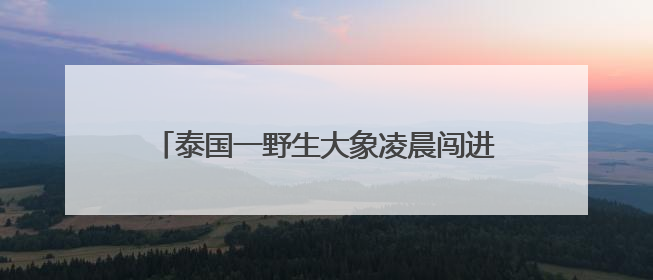 泰国一野生大象凌晨闯进商店，狂吃零食和鸡蛋