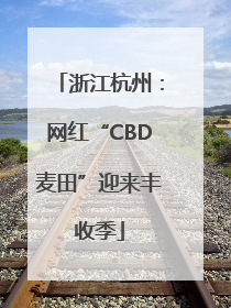 浙江杭州：网红“CBD麦田”迎来丰收季
