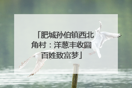 肥城孙伯镇西北角村：洋葱丰收圆百姓致富梦