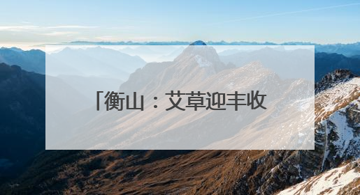 衡山：艾草迎丰收 助力村集体增收