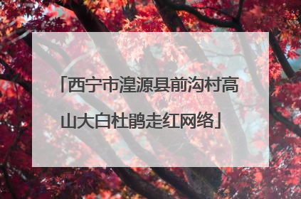 西宁市湟源县前沟村高山大白杜鹃走红网络