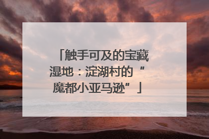 触手可及的宝藏湿地：淀湖村的“魔都小亚马逊”
