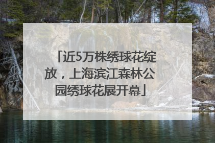 近5万株绣球花绽放，上海滨江森林公园绣球花展开幕