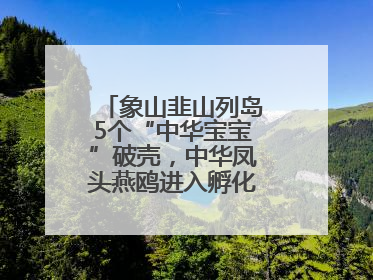 象山韭山列岛5个“中华宝宝”破壳，中华凤头燕鸥进入孵化育儿关键期