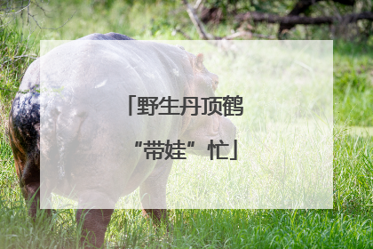 野生丹顶鹤“带娃”忙