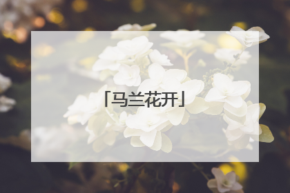 马兰花开